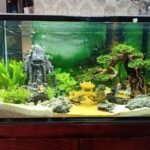 Bể cá phong thủy giúp thu hút tài lộc, thịnh vượng cho gia chủ