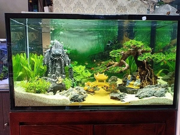 Bể Cá Phong Thủy: Hút Tài Lộc, Kích Hoạt Vượng Khí Cho Gia Đình