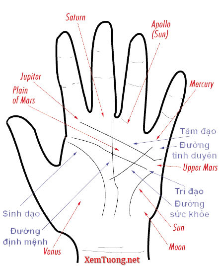Bật Mí Cách Xem Chỉ Tay Đoán Vận Mệnh Chuẩn Xác Nhất Từ Chuyên Gia