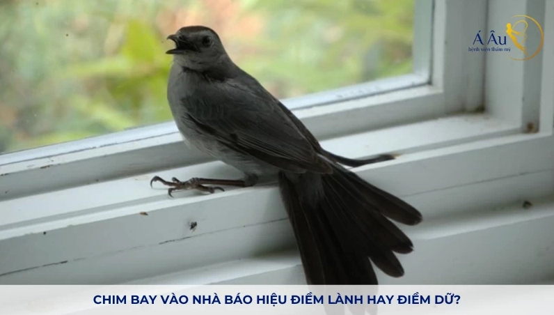 Chim bay vào nhà báo hiệu điềm lành hay điềm dữ phụ thuộc vào từng loài