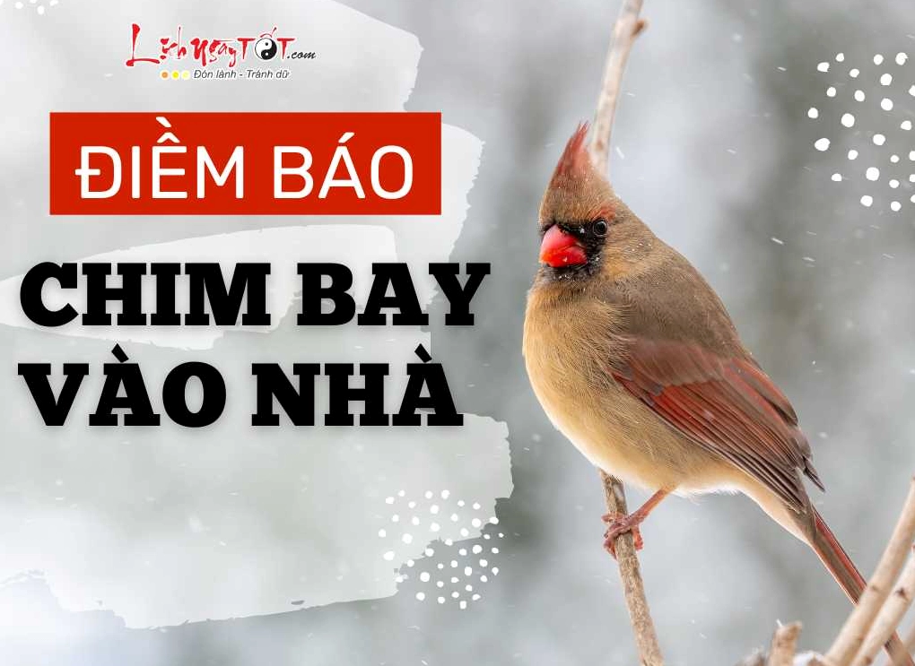 Chim bay vào nhà là điềm gì? Giải mã điềm báo tốt xấu chi tiết nhất