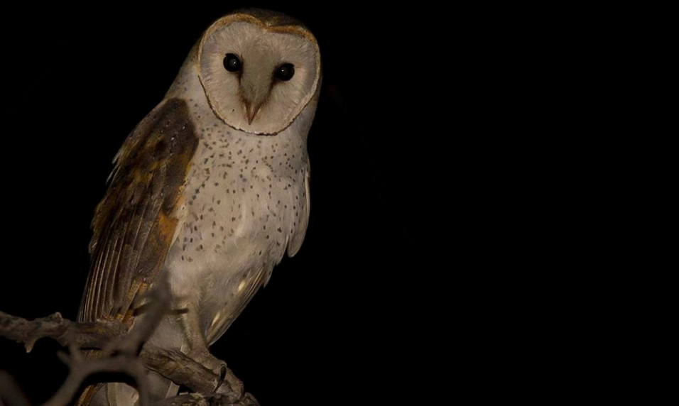 Chim lợn kêu báo hiệu điềm gì? Giải mã tâm linh và sự thật bất ngờ