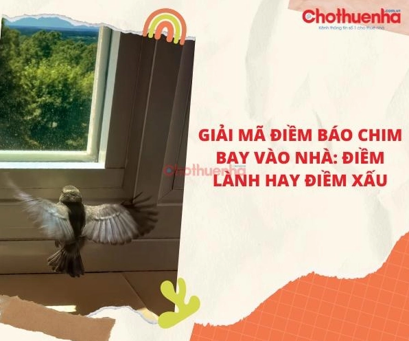 Chim Sẻ Bay Vào Nhà Là Điềm Gì? Tốt Hay Xấu? Nên Đuổi Không?