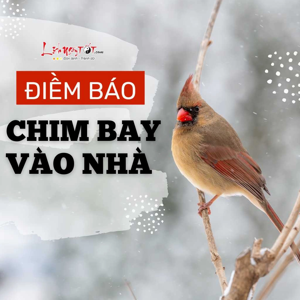 Diem bao chim bay vao nha