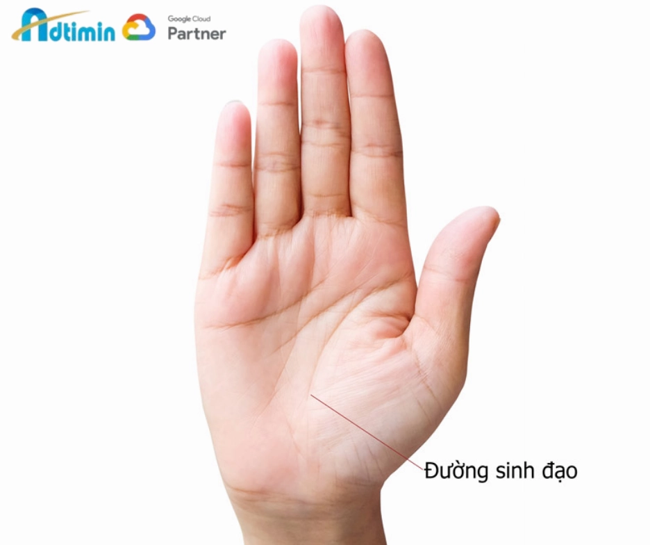 Đường sinh mệnh (Đường sinh đạo)