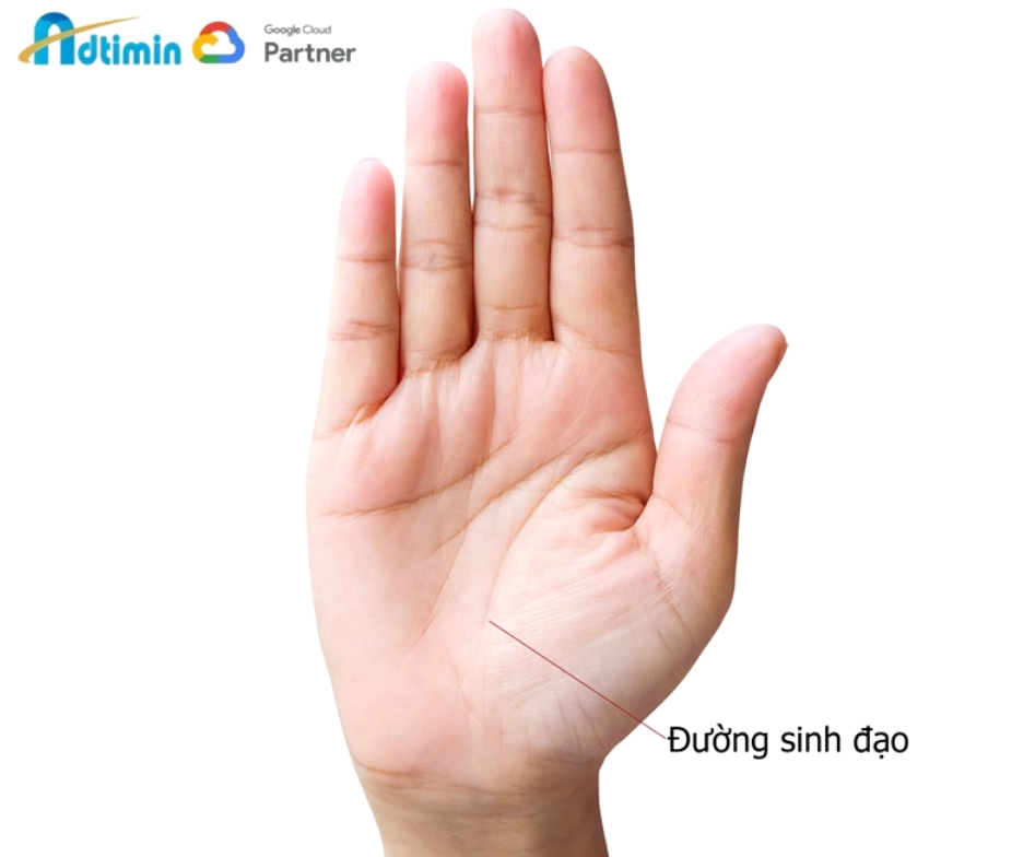 Đường sinh mệnh (Đường sinh đạo)