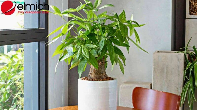 Hình 10: Kim Ngân là đáp án chính xác cho câu hỏi mệnh Hỏa hợp cây gì