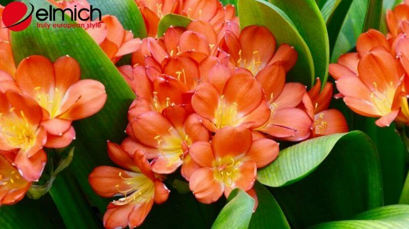 Hình 11: Lan Quân Tử đại diện cho ý chí kiên cường trong phong thủy