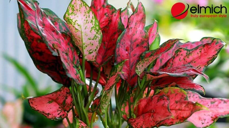 Hình 4: Cây Vạn Lộc thu hút vận may cho gia chủ hành Hỏa