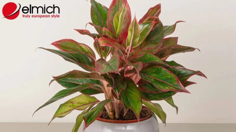 Hình 5: Phú Quý là cây cảnh giúp gia tăng vượng khí