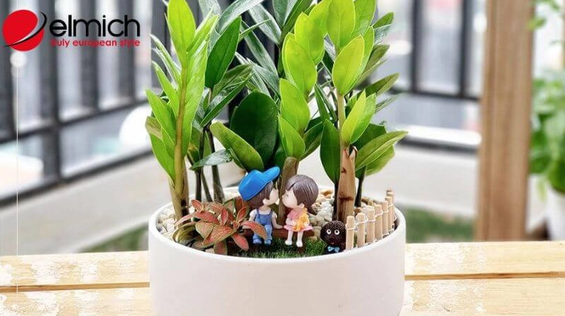 Hình 9: Cây Kim Tiền hợp phong thủy với người mệnh Hỏa