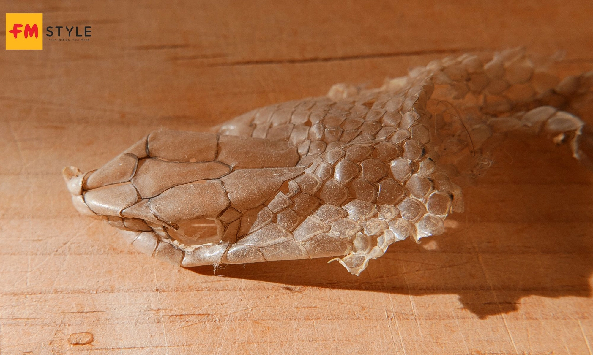 Mơ thấy rắn lột xác mang đến ý nghĩa về sự thay đổi tích cực