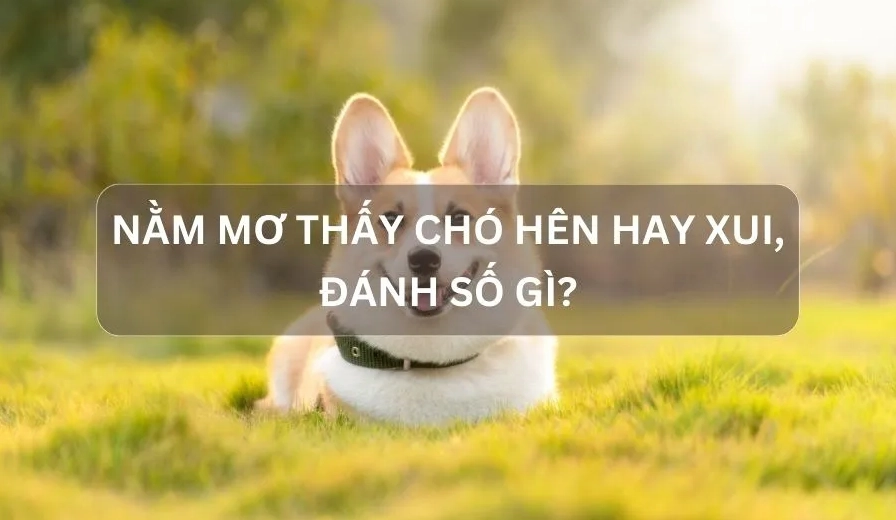 Nằm Mơ Thấy Chó Là Điềm Gì? Hên Hay Xui? Đánh Con Số Nào