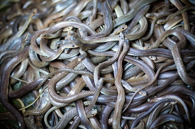 Nằm mơ thấy một đàn rắn là sao