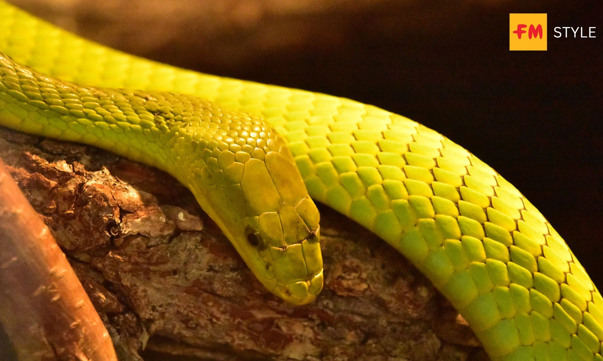 Nằm mơ thấy rắn vàng thường có ý nghĩa tích cực