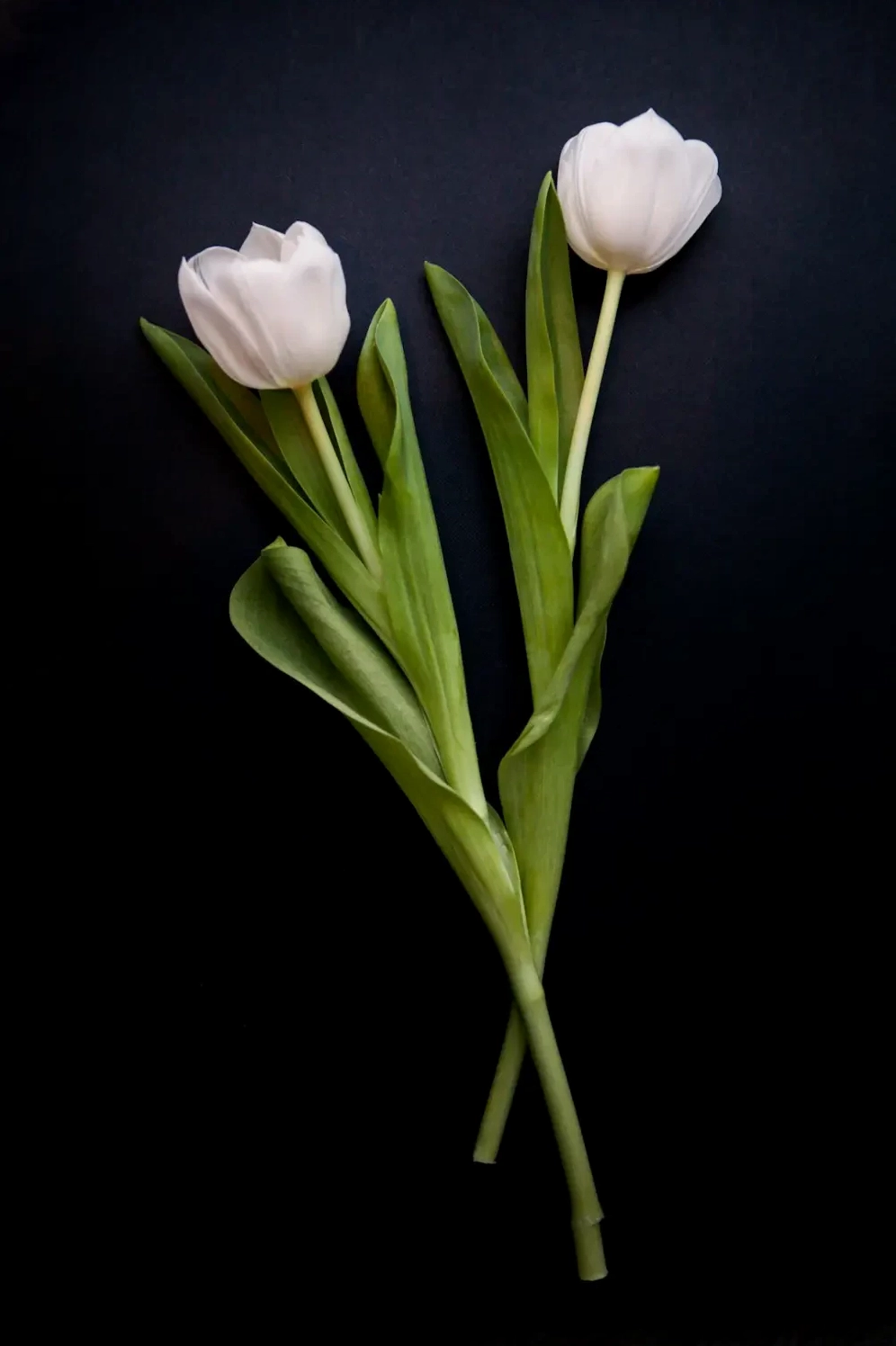 Nguồn gốc và đặc điểm của hoa Tulip Trắng
