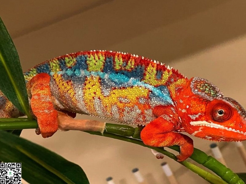 Tắc Kè Kêu 7 Tiếng Ban Đêm Báo Hiệu Điều Gì? Điềm May Hay Xui Xẻo?