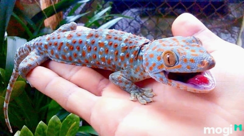 Tắc kè là loài bò sát có vảy, thích sống nơi môi trường ẩm ướt. Khi tắc kè kêu 7 tiếng thì báo hiệu điều gì?