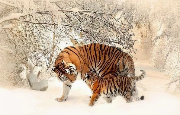 Tuổi Dần sinh năm bao nhiêu? Bí ẩn tử vi, phong thủy người cầm tinh con Hổ
