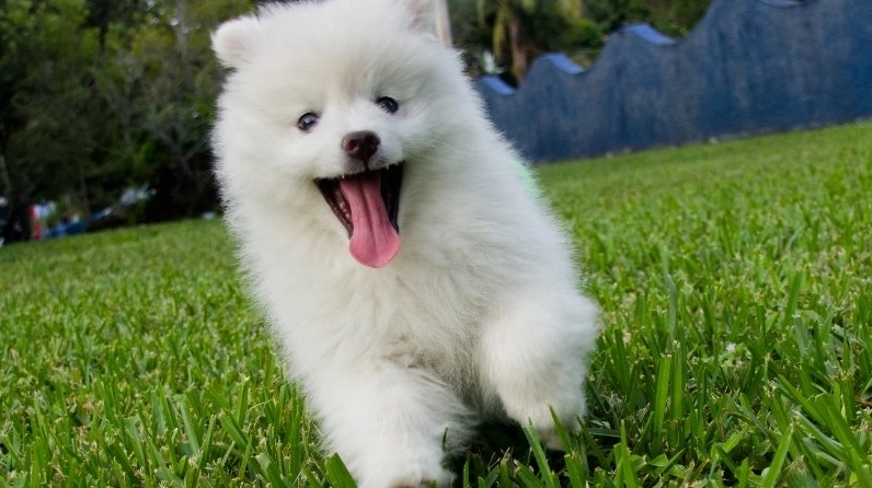 Tuổi Tuất là tuổi con chó