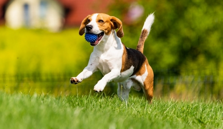 Tuổi Tuất Sinh Năm Bao Nhiêu? Giải Mã Tính Cách, Vận Mệnh 2026