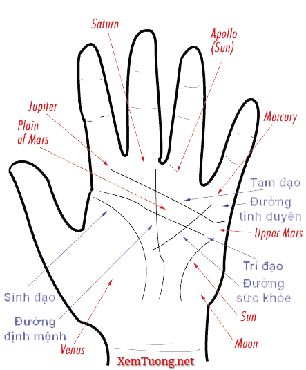 Xem bói chỉ tay: Hướng dẫn đọc đường sinh mệnh, tình duyên cực chuẩn