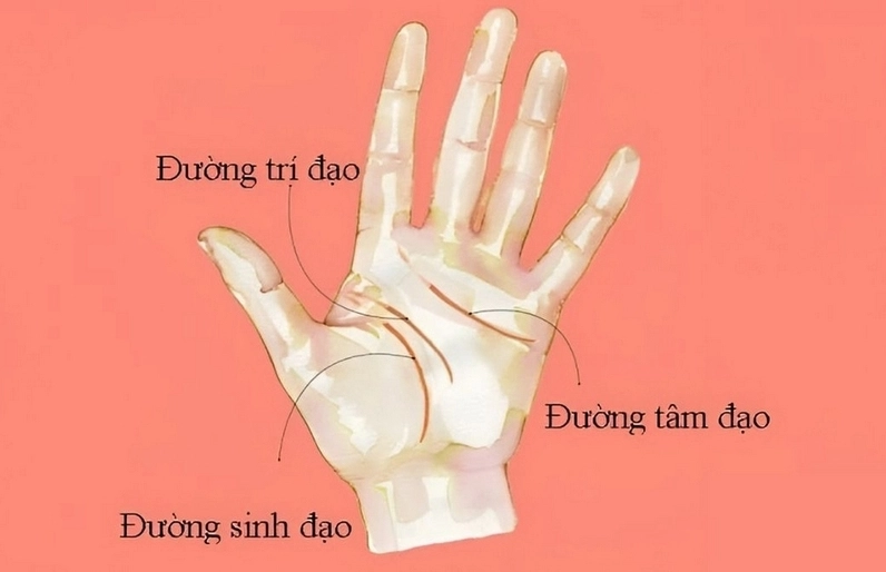 Xem chỉ tay nữ nên xem tay nào chuẩn nhất
