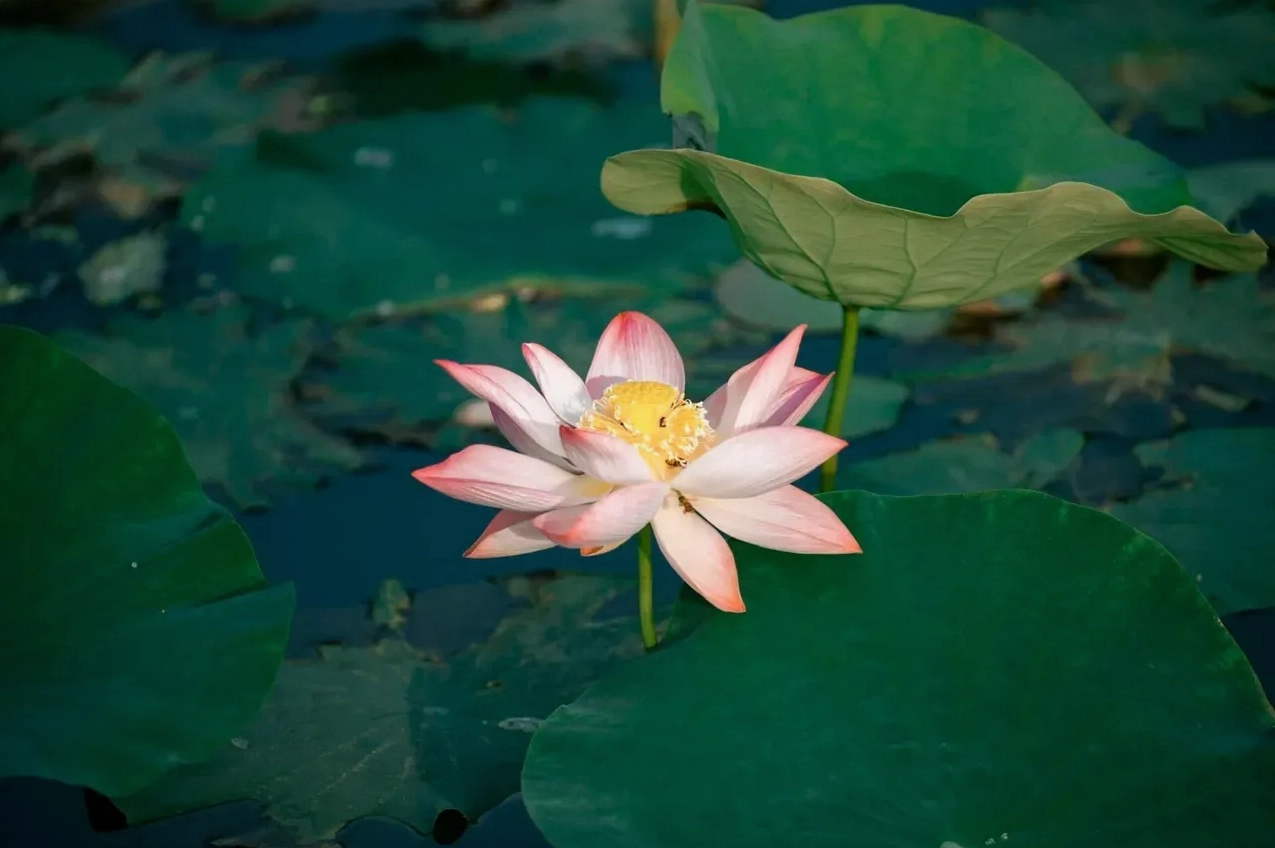 Ý nghĩa hoa sen trong đời sống người Việt Nam