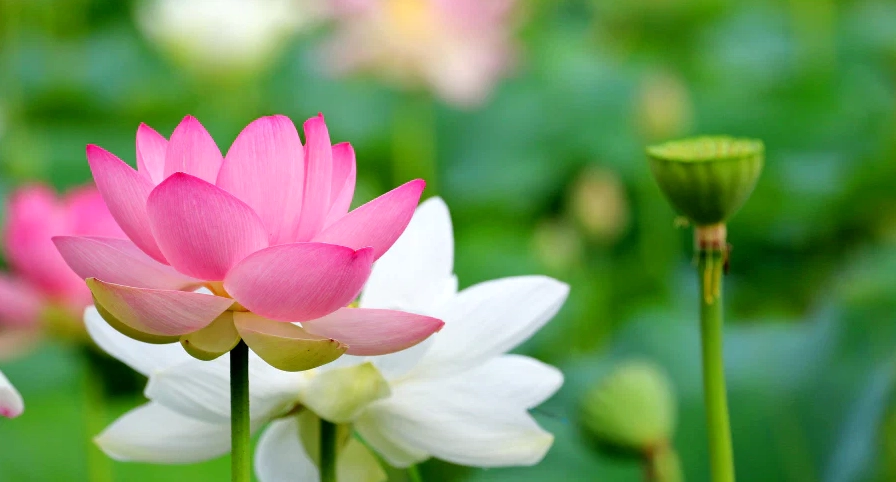 Ý nghĩa hoa sen trong văn hóa của các quốc gia